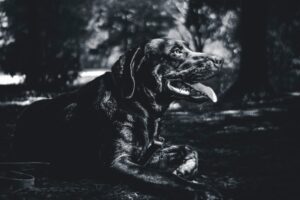 tienda de alimentación y cuidado para perros Madrid, Petstation