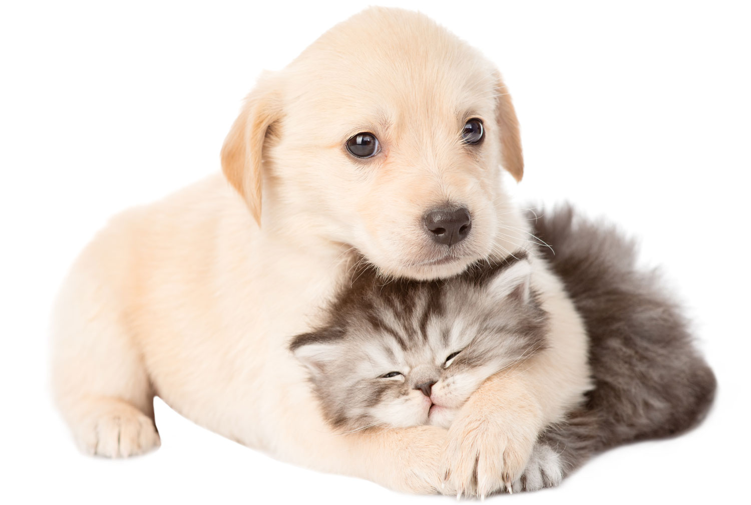 Tienda perros y gatos, alimentación, peluqueria y spa, PetStation